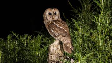 Asal-usul Nama Burung Hantu 