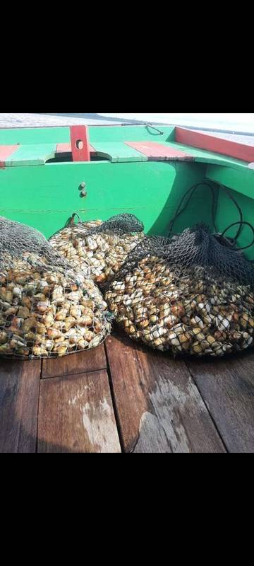 Mengais Rezeki Dengan Mencari Siput Gonggong di Laut Segeram