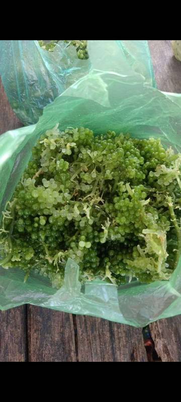 Rumput laut atau Latoh  Menjadi Cuan