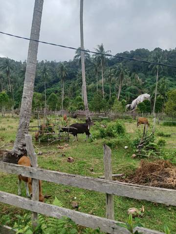 Peluang Usaha Ternak Sapi di Natuna