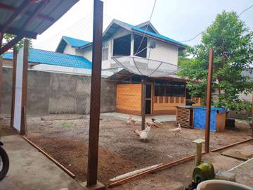 Peluang Usaha Ternak Ayam Kampung Rumahan