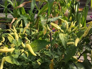Ragam Jenis Cabe yang Populer di Indonesia 