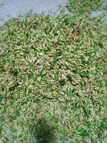 Panen Cengkeh di Natuna, Upah Petik di Hargai Rp. 10 rb/kilo