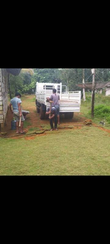 Rumput Jepang, Peluang Bisnis yang Menguntungkan di Batubi
