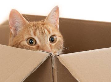 Kenapa Kucing Suka Bermain dengan Kotak?