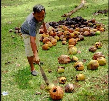 Serangan Hama Tupai, Petani Kelapa di Midai Resah