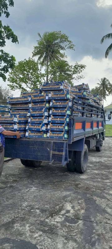 Natuna Pasok 14.200 DOC Untuk Pemenuhan Pasar