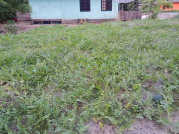 Memanfaatkan Pekarangan Rumah Dengan Berkebun Semangka