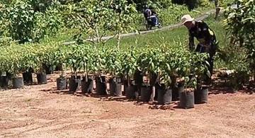 Memanfaatkan Pekarangan  Rumah Untuk Ketahanan Pangan  Keluarga