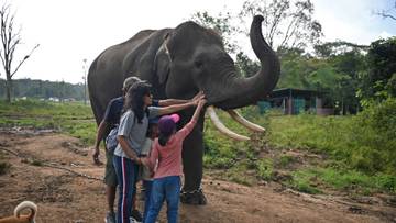 Rahasia Gajah yang Jarang Kita Tahu