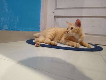 Ketika Seekor Kucing Oranye Menemukan Rumah