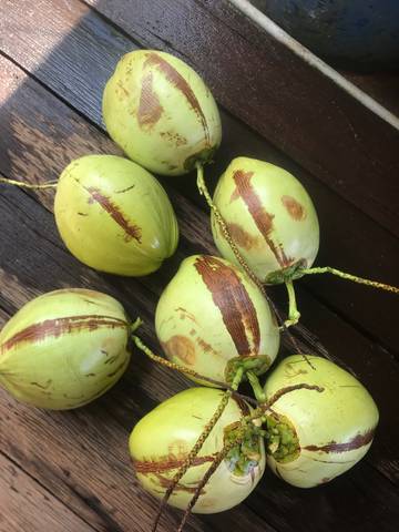 Berbagai Manfaat Kelapa, Tanaman Multifungsi