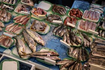 Perbedaan Ikan Air Tawar dan Ikan Air Asin