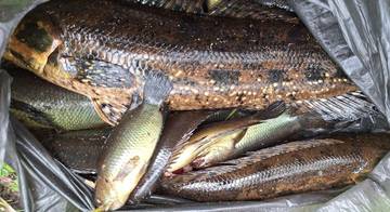 Mengenal Habitat Ikan Gabus