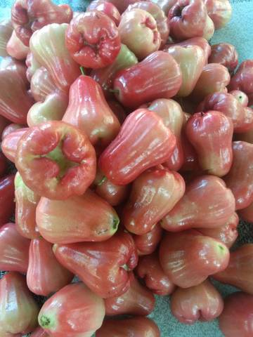 Jambu Citra Diminati Warga Natuna