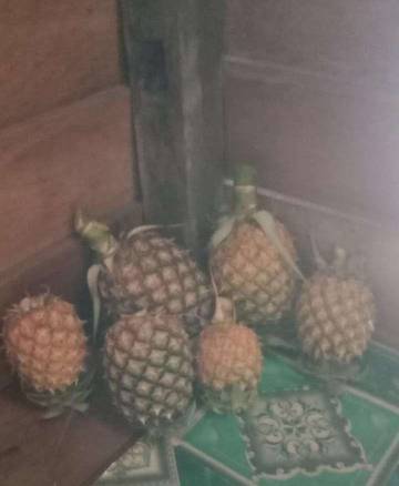 Petani di Natuna Keluhkan Murahnya Harga Nenas