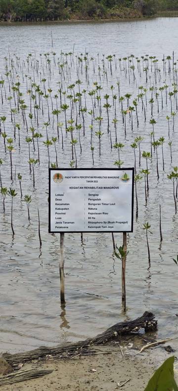 Kejari Natuna Menahan Tersangka Korupsi Rehabilitasi Mangrove 