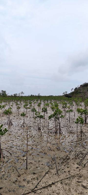 Kejari Natuna Periksa 31 Saksi Kasus Mangrove Desa Pengadah