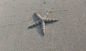Fakta Menarik Tentang Bintang Laut yang Jarang Diketahui 