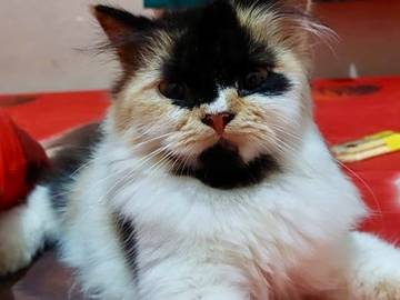 Peringati Hari Kucing Nasional, drh.Rina Ajak Peduli Hewan