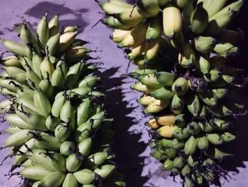 Tips Menyimpan Pisang Agar Tahan Lama