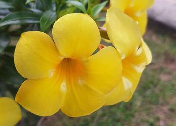 Mengenal Bunga Allamanda