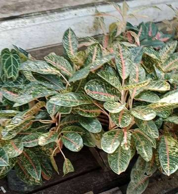 Tips Merawat Tanaman  Hias Agar Tumbuh Subur 