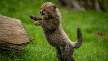 4 Desember: Mengenal Khayam, Pahlawan Konservasi Cheetah Dunia