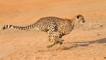 Cheetah, Kucing Cepat yang Berjuang Melawan Kepunahan Global