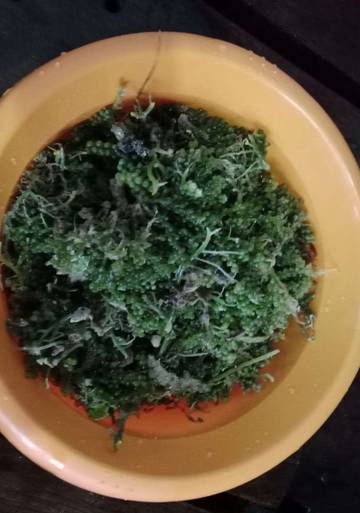 Manfaat Anggur Laut Untuk Kecantikan