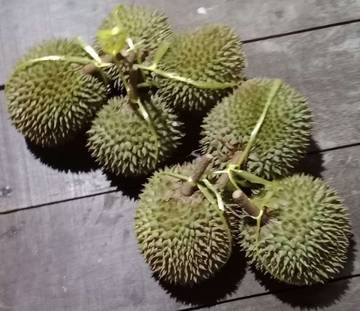 Tips Mengikat Durian Agar Mudah Dibawa