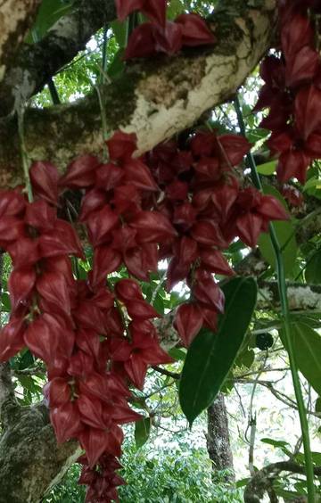 Mengenal Buah Belimbing Besi Khas Natuna