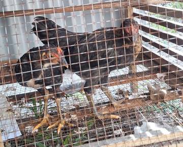 Tips Beternak Ayam Kampung