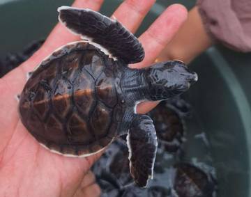 Fakta Tentang Penyu yang Jarang Diketahui