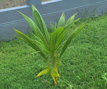 Tips Menanam Pohon Kelapa