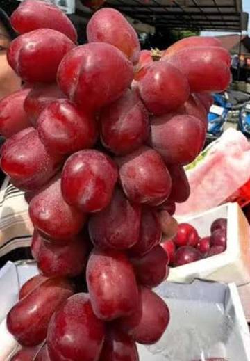 Cara Menanam Anggur Muscat