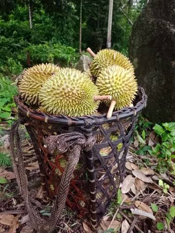 Musim Durian meningkatkan Pendapatan Petani Lokal