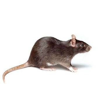 Cara Efektif Mengusir Tikus Di Rumah