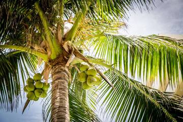 Air Kelapa Muda untuk Rehidrasi