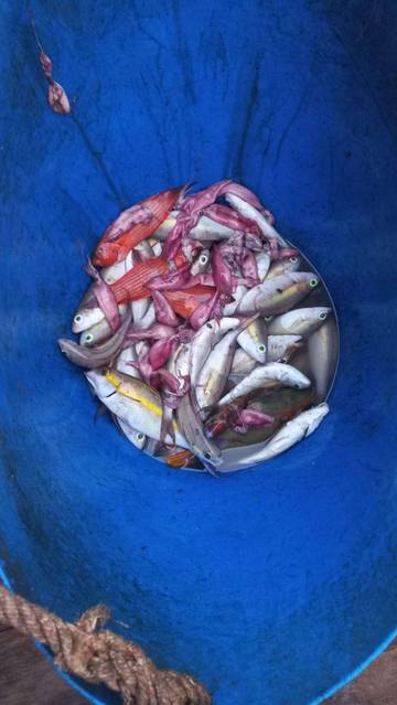 Mancing Tangan, Kearifan Pribumi Natuna