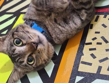 Tanda-Tanda Kucing Nyaman Dengan Pemiliknya