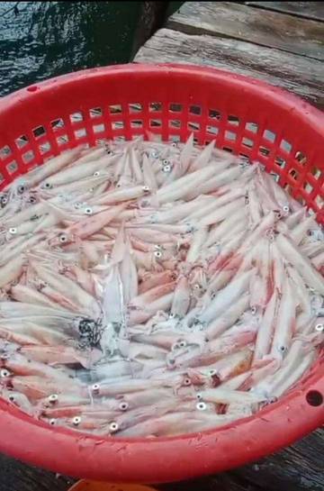 Tangkapan Cumi Nelayan Pulau Tiga Natuna Melimpah