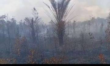 Kebakaran Batubi Hanguskan Kebun Sawit