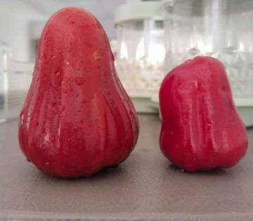 Manfaat Dan Kandungan Jambu Air Untuk Kesehatan