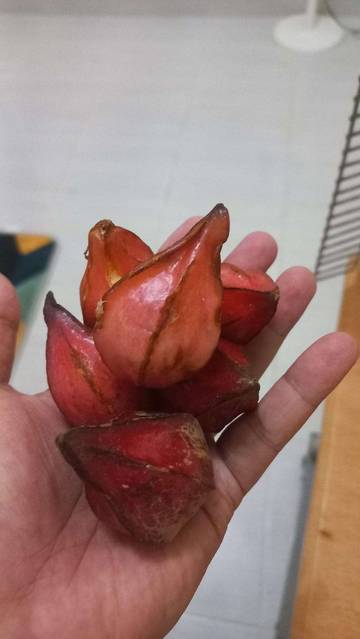 Belimbing Besi Jadi Buah Khas Natuna
