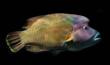 Batik Ikan Napoleon Khas Natuna