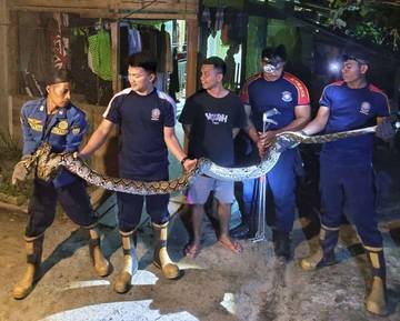 Damkar Natuna Evakuasi Ular Piton 3,5 Meter 