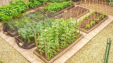 Berkebun di Lahan Sempit sebagai Solusi Stres Perkotaan