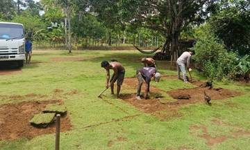 Rumput Jepang Hasilkan Cuan