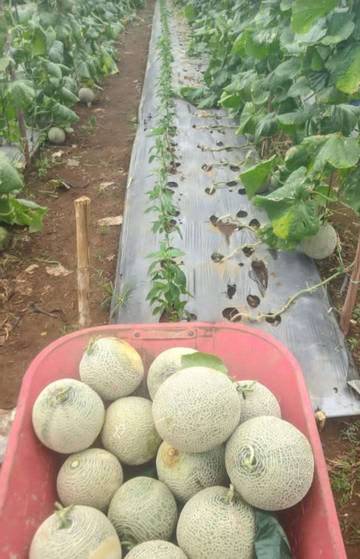 Petani Melon Harapan Jaya Harap Kerja Sama MBG
